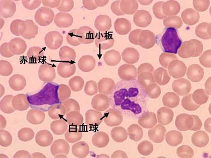 赤血球・血小板・白血球イメージ